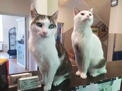 Nadzieja. Gabinet Weterynaryjny